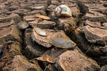 Drought, Dry ground on dead fish close up.