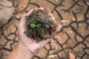 Planting trees for the world concept.