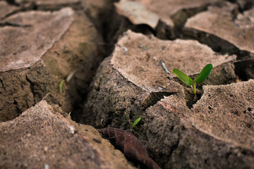 Living with tree drought, Crack ground drought.