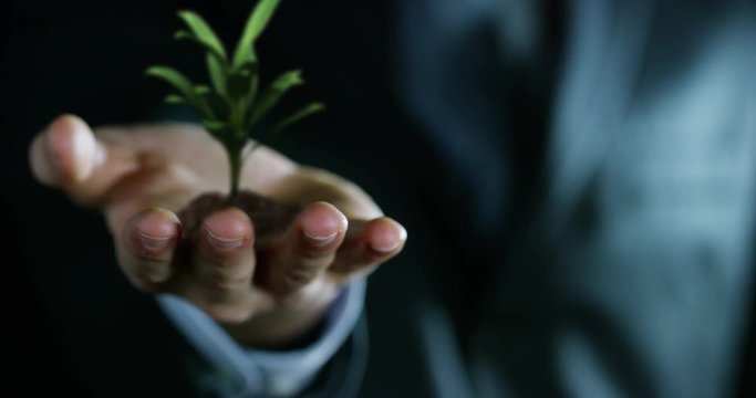 young plant growing in the hands of an experienced seller or bank or insurance broker. concept for investment and passive income for retirement and annuities or remote assistance and connections