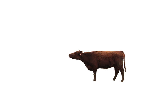 A photo of a cow