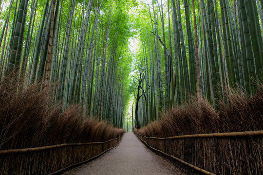 Arashiyama Bamboo Grove