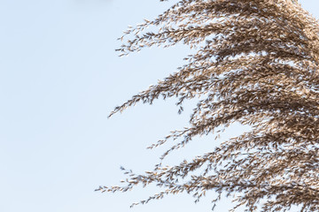 bloom grass in the wind on blue sky background