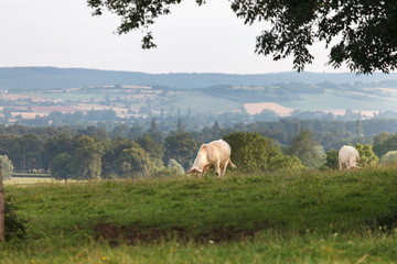 field with cows