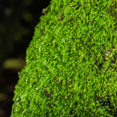 Close up green moss in forest after rain