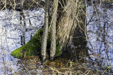 Base of a tree covered with bright green moss and standing in spring thaw water