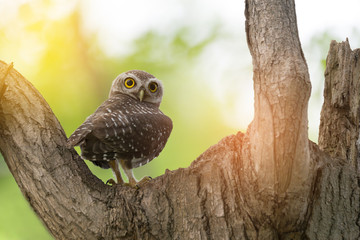 Spotted owlet(Athene brama)  . Little owl, Spotted owlet(Athene brama) perching over hollow nest, looking at the camera