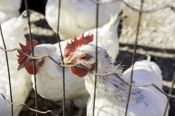 Closeup of chicken, hen at fence, head, beak and eye in detail