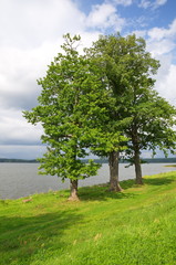 Fototapeta na wymiar Summer landscape with trees on the shore of lake Seliger