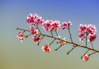 Light pink of wild himalaya cherry in Thailand