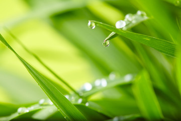 Fototapeta premium water drops on the green grass