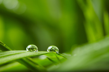 water drops on the green grass