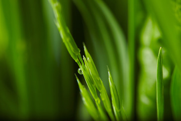 water drops on the green grass