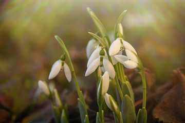 Beautiful snowdrop flowers (Galanthus nivalis) at spring sunlight