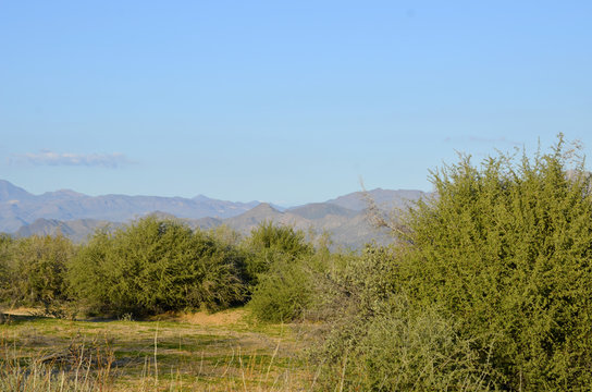 After an unusually heavy winter rain, McDowell Mountain Regional Park looks unusually green and lush.  