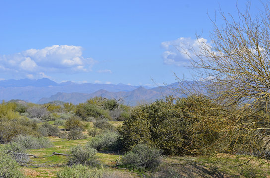 After An Unusually Heavy Winter Rain, McDowell Mountain Regional Park Looks Unusually Green And Lush.  