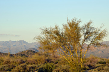 After an unusually heavy winter rain, McDowell Mountain Regional Park looks unusually green and lush.  