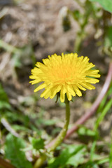 Yellow dandelion flower close up in nature