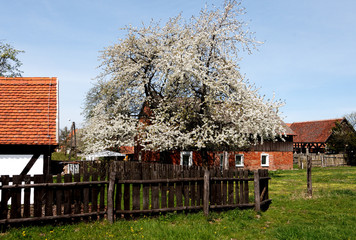 Apple tree in blossoms on sunny spring day
