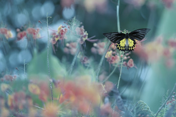 Wating for true love.Butterfly,Golden birdwings perching and waiting for someone special ,natural blurred background..