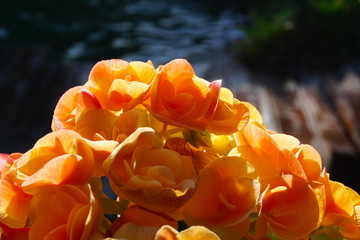 Close-up of orange flowers (begonia).