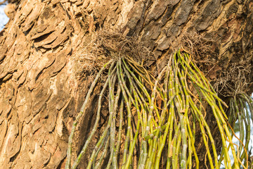 Orchids are grown on tree