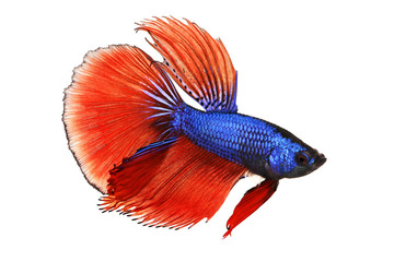 Betta splendens Siamese fighting aquarium fish 