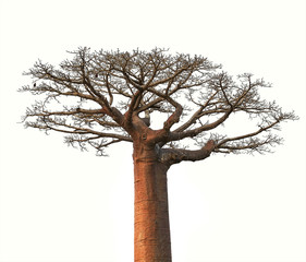 Isolated Boaobab tree from Madagascar finance business concept