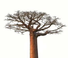 Fotobehang Geïsoleerde Boaobab-boom uit Madagaskar Financiën bedrijfsconcept © Sapsiwai