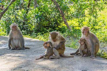 Monkey family sitting close together in a jungle on a trail - Vietnam Nha Trang bay