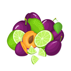 Composition of several plum and citrus lime fruit. Ripe vector plums and tropical limes fruits. Group of tasty fruits whole and slice for design packaging juice, cocktail, healthy food, vegan eat.