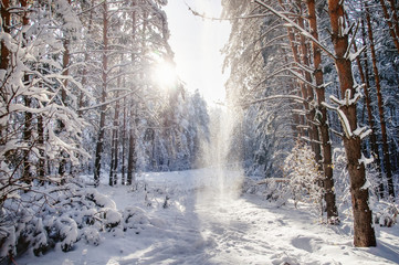 Winter bright air white frozen pine trees forest taiga in snow on the background of sun Altai Mountains, Siberia, Russia