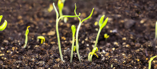 The green shoots of the seedlings emerge from the soil