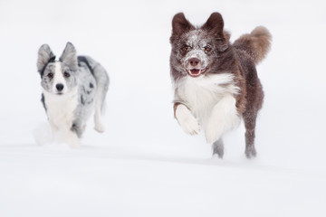 Two Border Collie dogs running