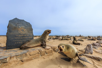 Südafrikanische Seebär (Arctocephalus pusillus) vor Gedenkstein, Kreuzkap, Erongo Region