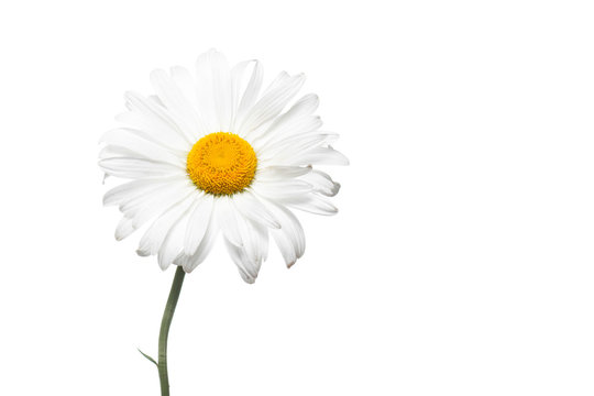 Beautiful white daisy flower. Floral wallpaper, image for greeting card