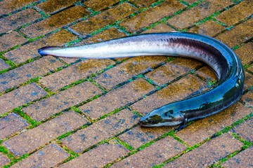Large live eel that jumped out of a barrel at the fish auction in the historic fishing village of Urk in the Netherlands