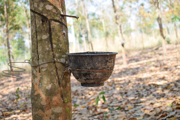 Milky latex extracted from tapped rubber tree (Hevea Brasiliensis) as a source of natural rubber