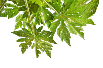 Obraz premium Green papaya leaf on white background