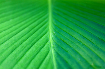 Green leaf of banana tree