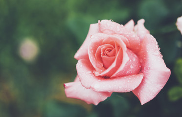 Blossom rose with drops of rain on green background, flowers for love womens and mothers, fresh beautiful roses closeup, mockup for text, pink spring bouquet, romantic card photo