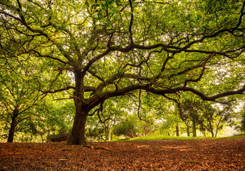 Eiche im warmen Nachmittagslicht um Spätsommer, Westruper Heide, Nordrhein-Westfalen, Deutschland, Europa