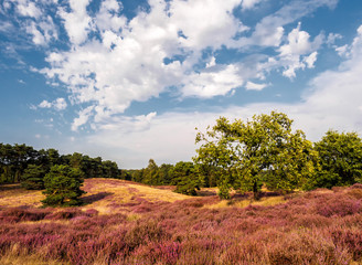 Obraz premium Heide mit Wacholdersträuchern und einer jungen Eiche