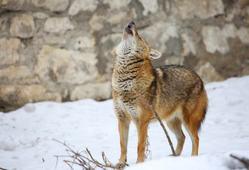Шакал или тростниковый волк. Шакал воет
