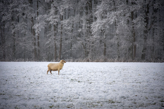 Schaf im Schnee