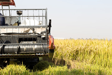 Fototapeta na wymiar harvester in golden cereal field