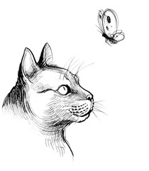 Cat and butterfly