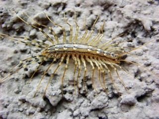 Spinnenläufer, Scutigera coleoptrata, aus der Familie der Hundertfüßer an Hauswand, Luino, Lago Maggiore, Italien
