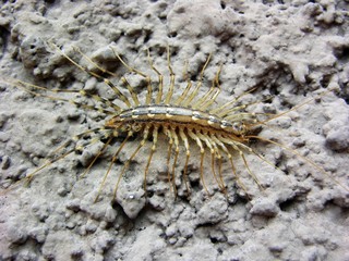 Spinnenläufer, Scutigera coleoptrata, aus der Familie der Hundertfüßer an Hauswand, Luino, Lago Maggiore, Italien