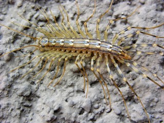 Spinnenläufer, Scutigera coleoptrata, aus der Familie der Hundertfüßer an Hauswand, Luino, Lago Maggiore, Italien